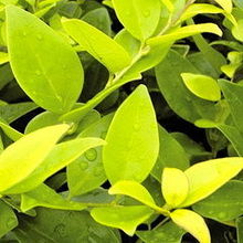 安徽省黄山绿源农林开发产品展示 花卉世界网精选