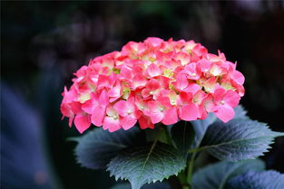 绣球花苗木种植全攻略 从选苗到爆盆的开花秘诀