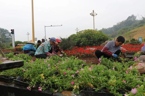 园艺场60万株精品花卉扮靓城区，苗木种植助力生态之美