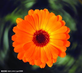 精品花卉系列 单株花卉之美