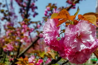 指尖绿洲 手机应用如何赋能现代花卉苗木种植