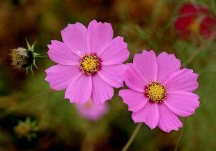 波斯菊种子市场行情与选购指南 供应商与价格分析