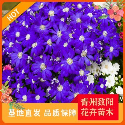 绿意盎然，生机无限 探索苗木种植的奥秘与价值