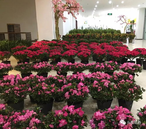 年宵花市盛典 精品花卉集中展销与文创平价抢购指南