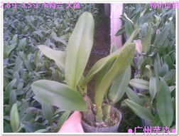 走进花卉世界网 探秘广东省农业科学院花卉研究所的瑰丽花海