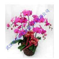 武汉绿植花卉租摆 木本植物产品与苗木种植的完美结合