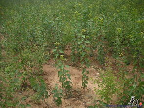 精品苗木推荐 走进山东临沂江东富源苗木花卉生产基地