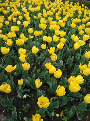苗木种植的艺术 从高清图片到实践培育