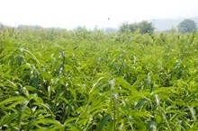 优质油桃苗木 从基地到果园的成功之路