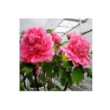 盆栽精品花卉价格 盆栽精品花卉批发 盆栽精品花卉厂家 